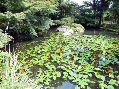 貫井神社湧出池