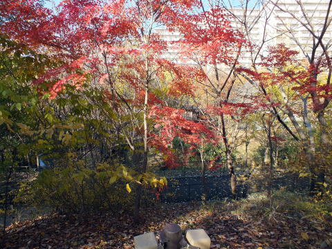 赤羽自然観察公園紅葉