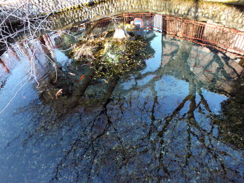八雲神社湧水池