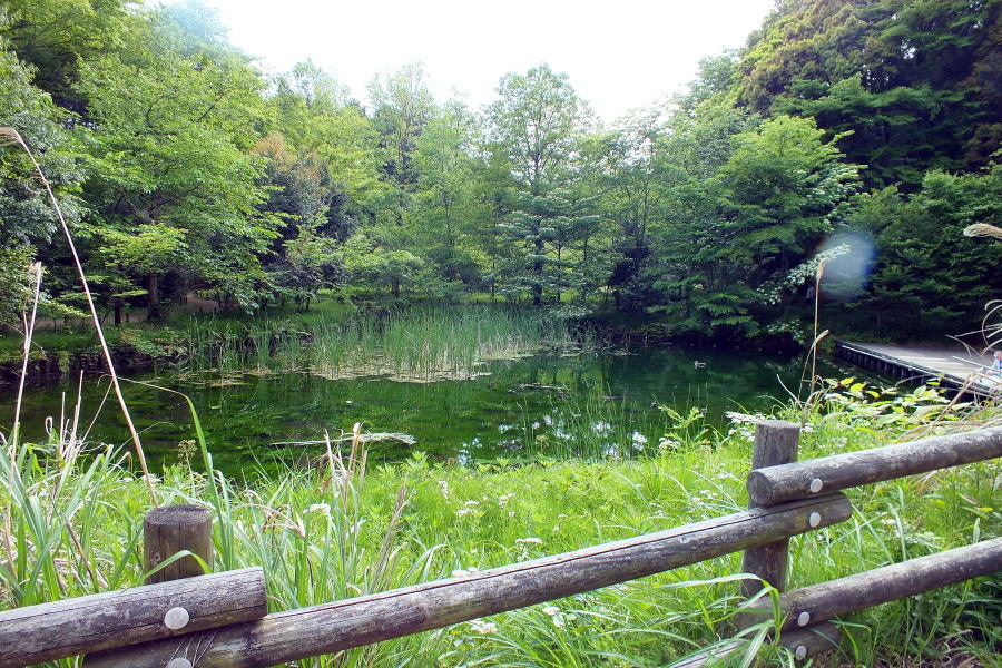 忠生公園湧水池