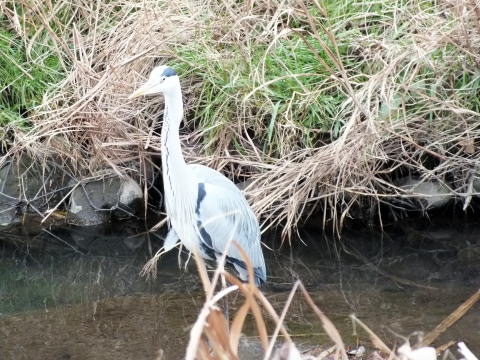 鶴見川上流のアオサギ