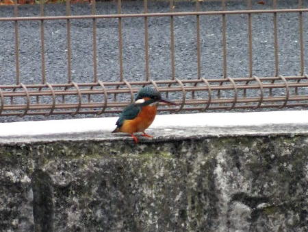 鶴見川上流のカワセミ