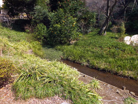 椿山荘湧水口