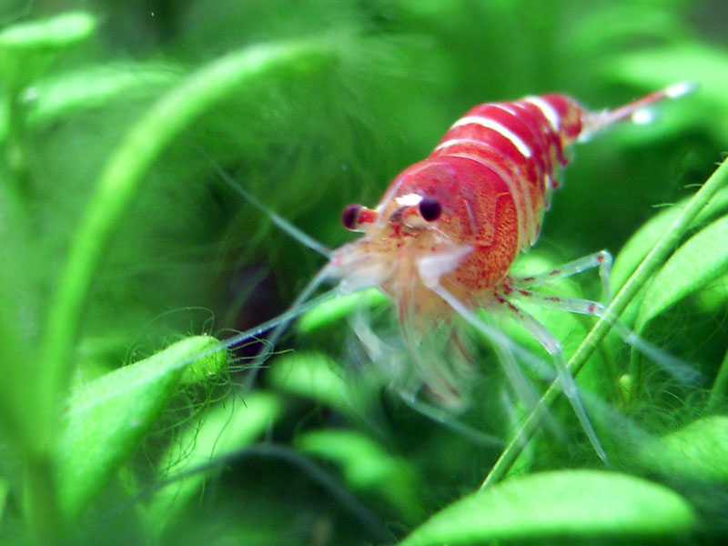 Crystal Red Shrimp